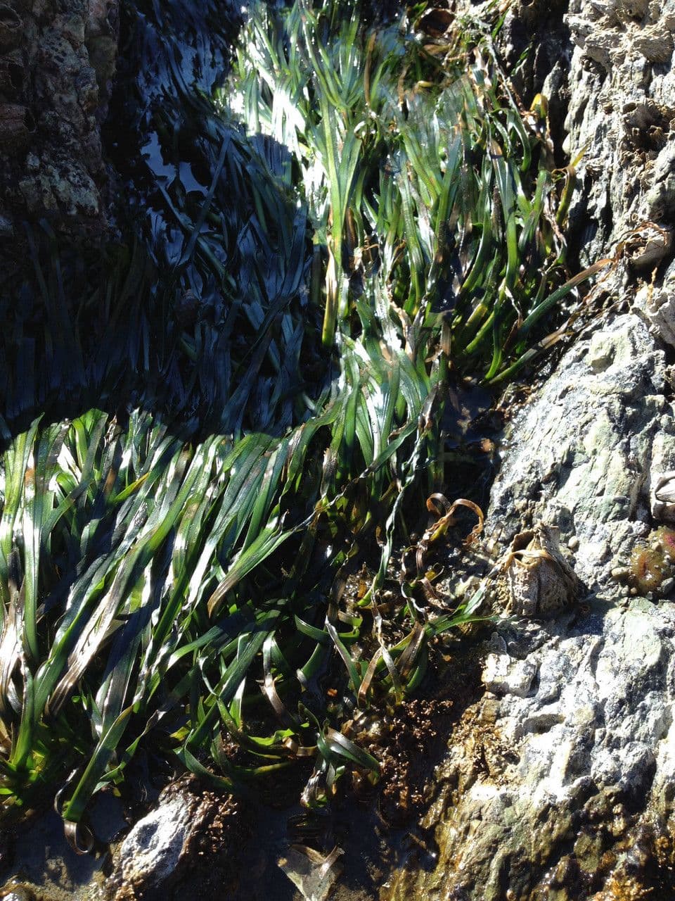 Zostera marina 6