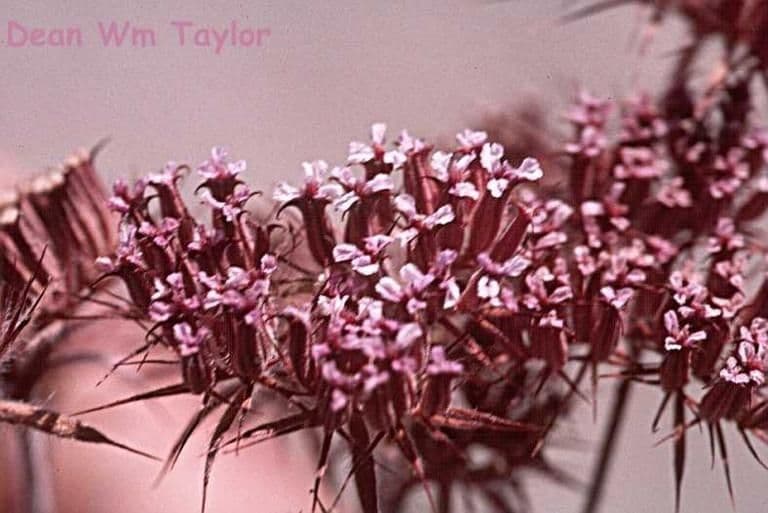 Chorizanthe