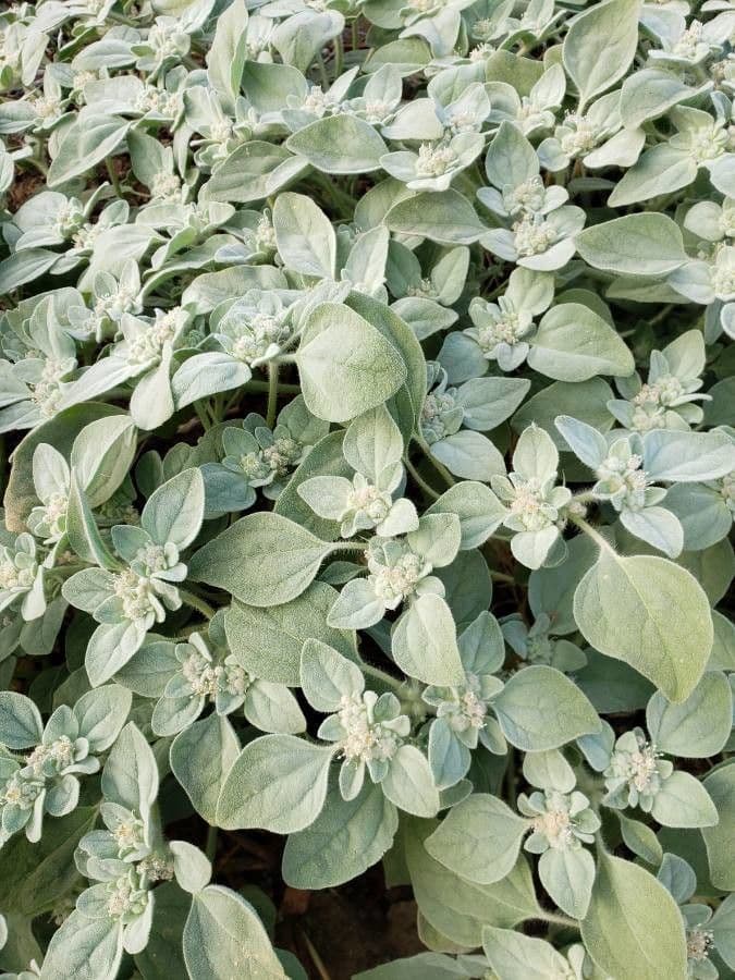 Taubenkraut 11