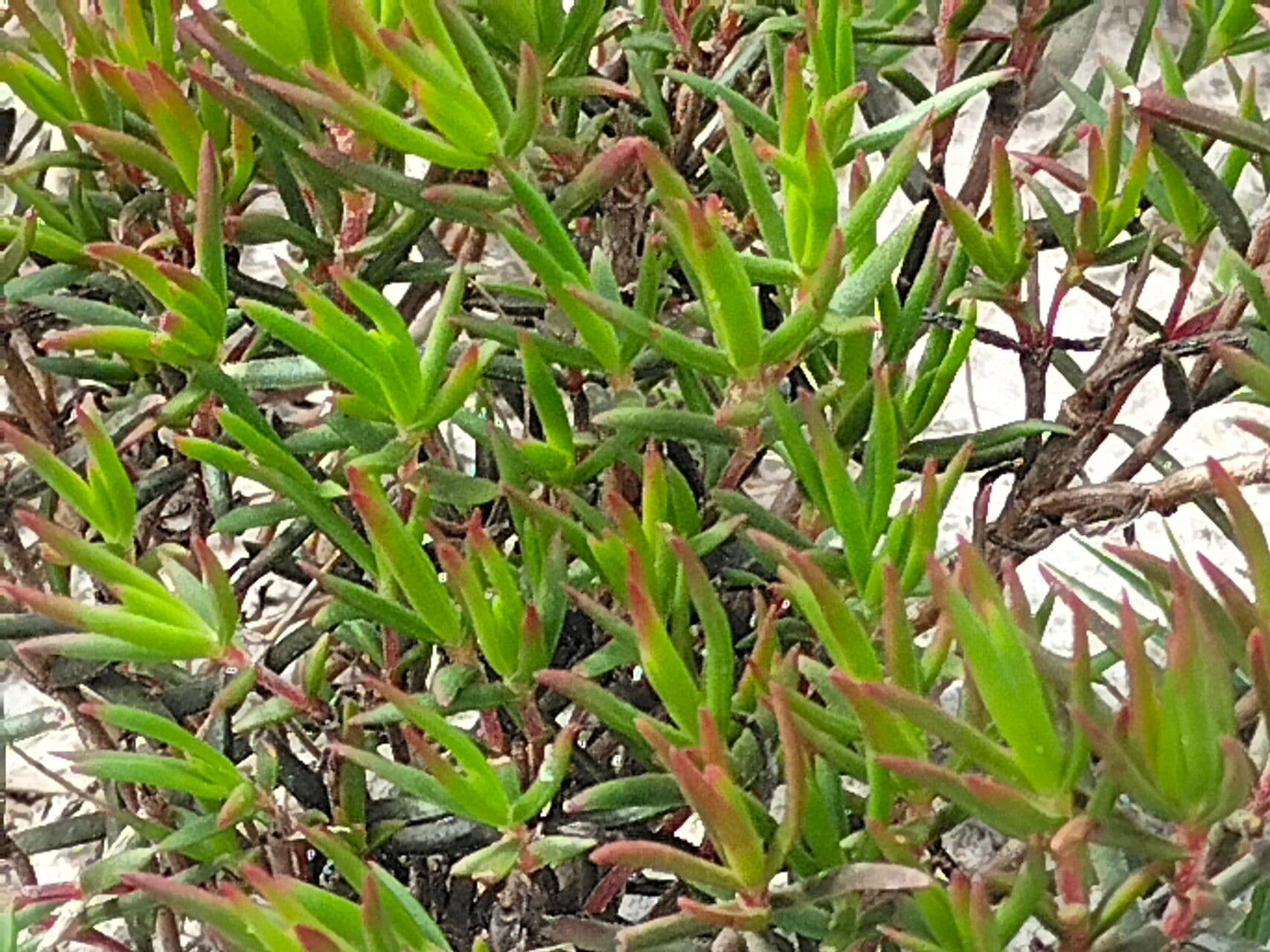 Lampranthus