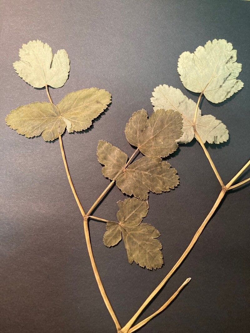 Thapsia Nestlerova 19