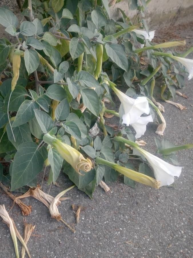 Datura di Wright 21