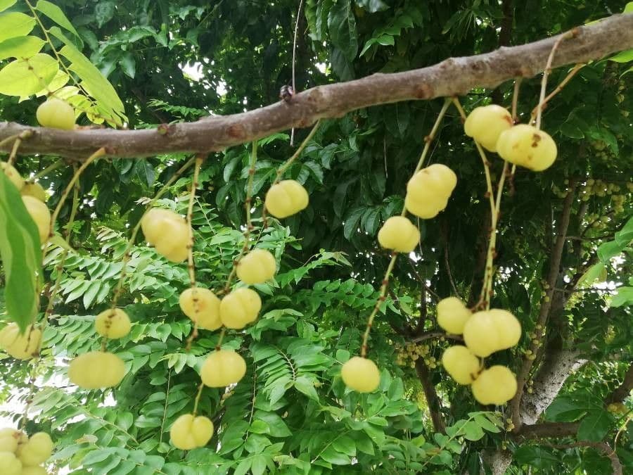 Phyllanthus 2