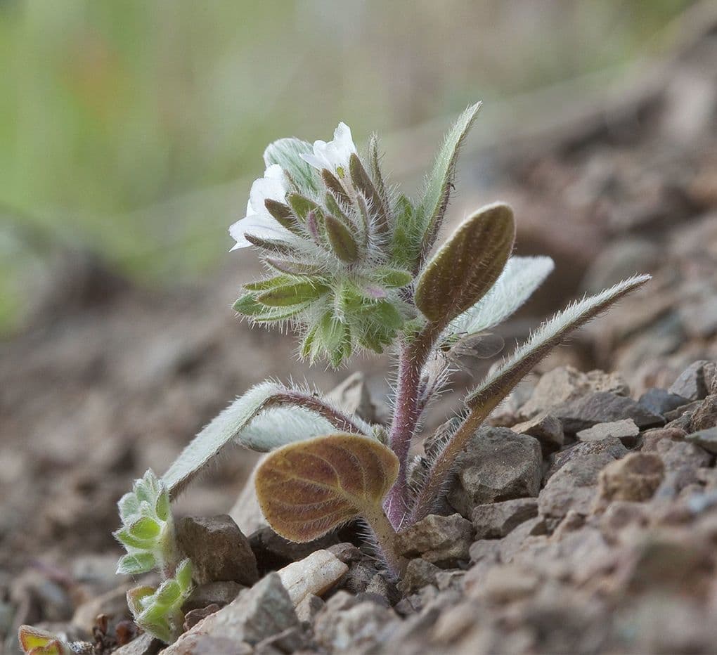 Phacelia 2
