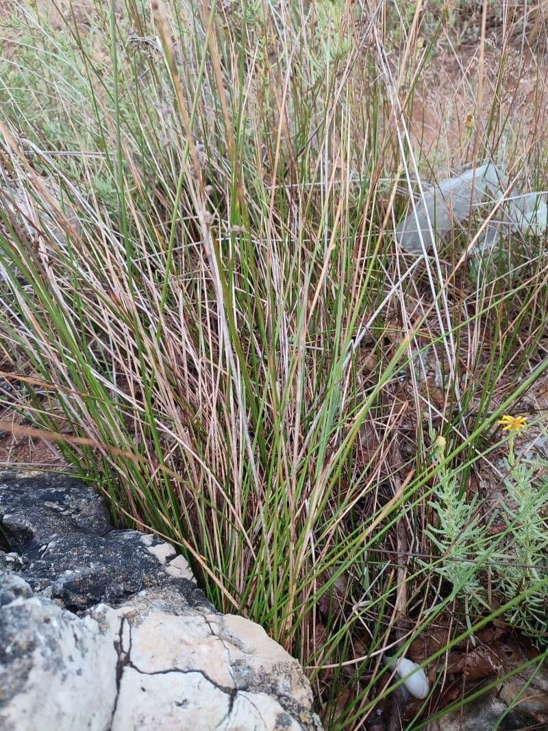 Giunco nero 16