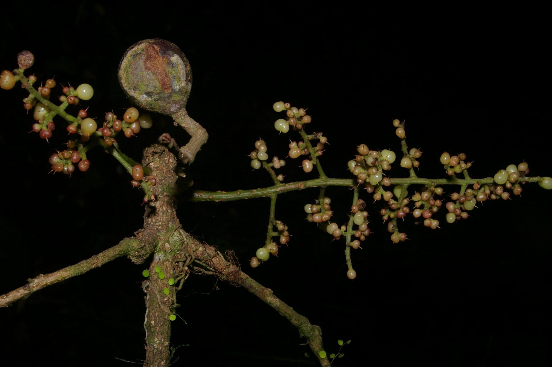 Meliosma 18