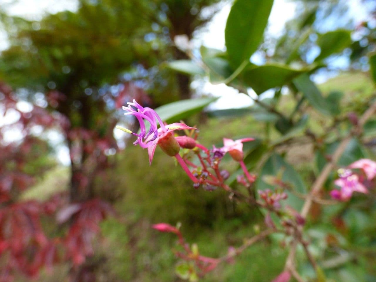 Centradenia 3