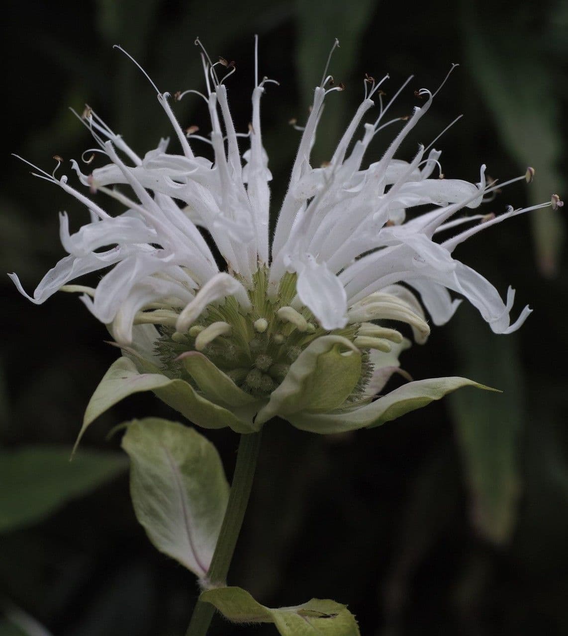 Monarda basilico