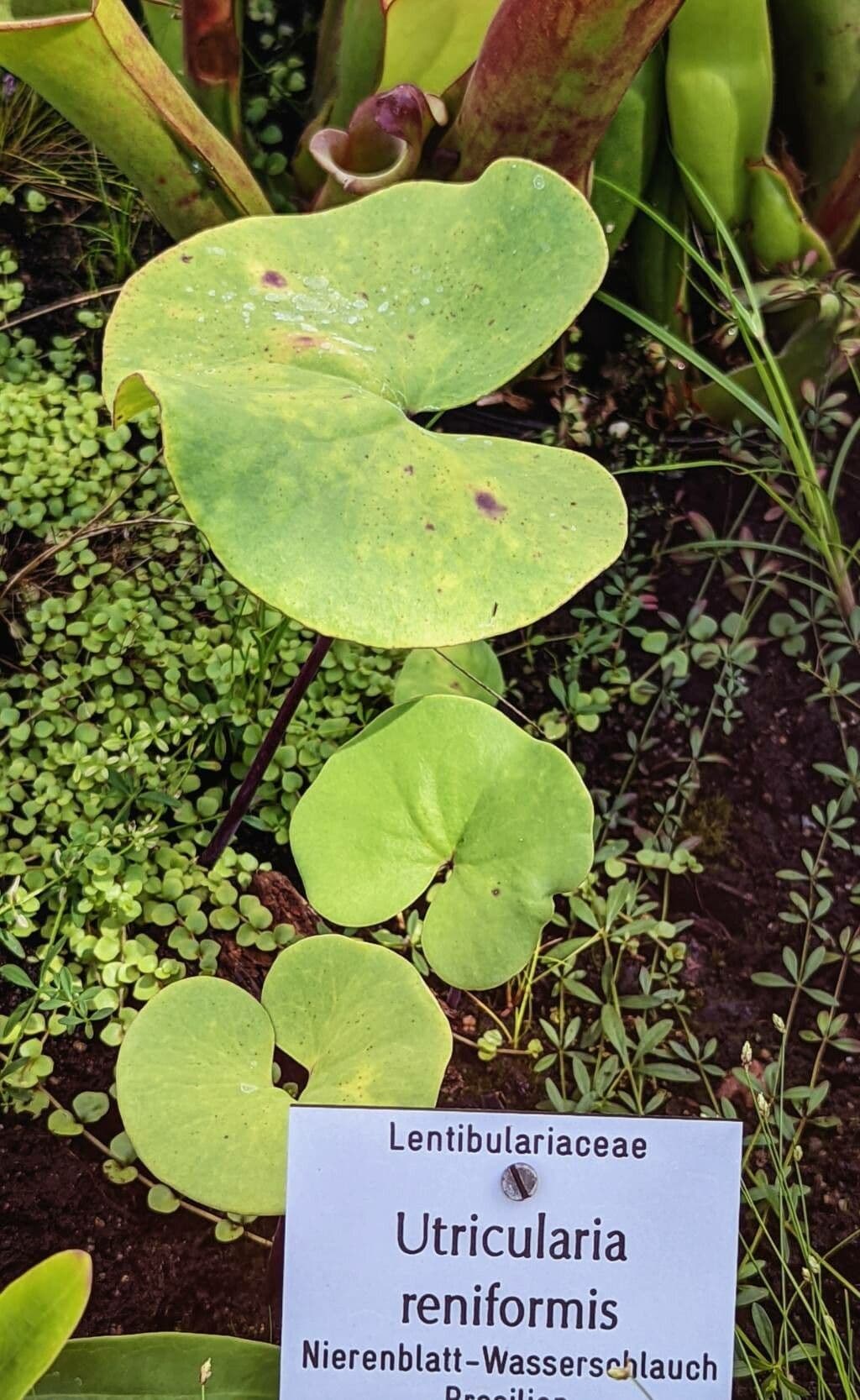 Utricularia reniforme 7