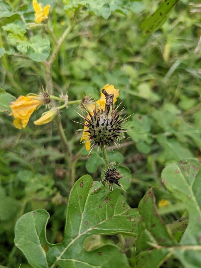 Solanum rostratum 5
