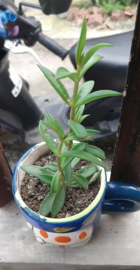 Lenophyllum 3