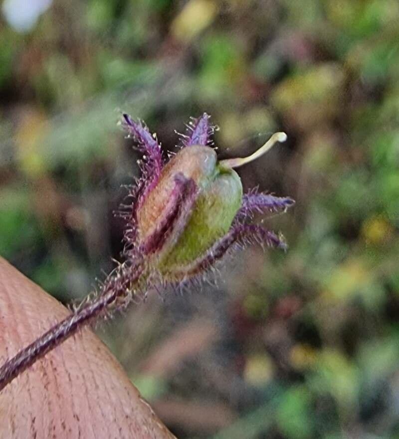 Linaria incarnata