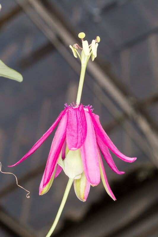 Passionflower 2
