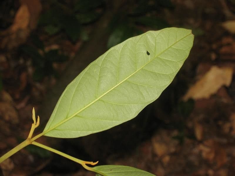 Discophora 5