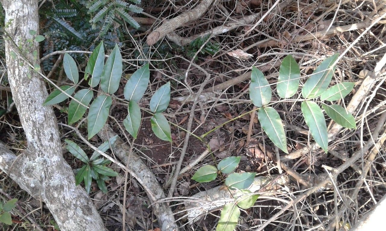 Polyscias
