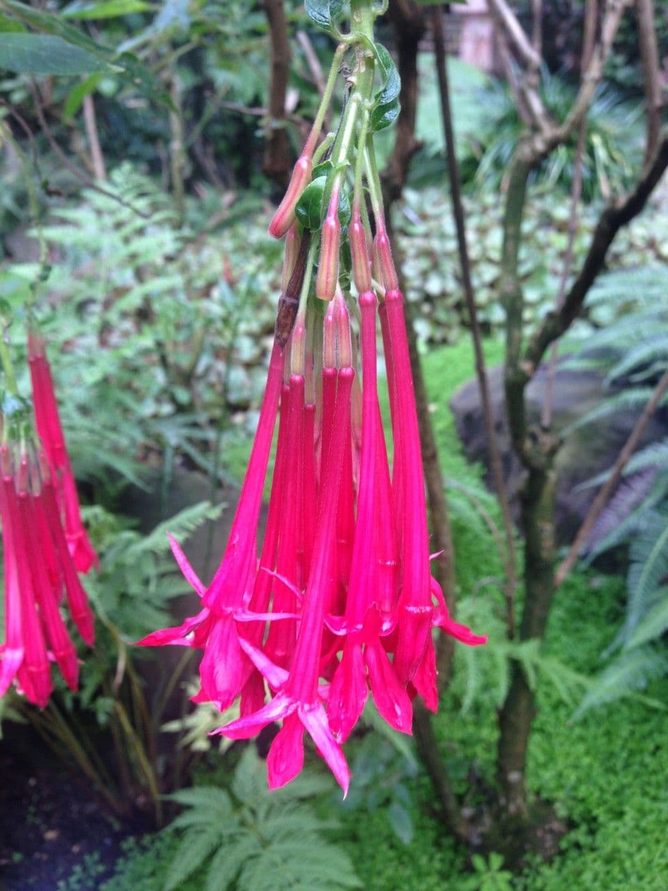 Fucsia 5