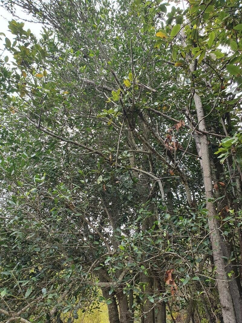 Coptosperma graveolens 14