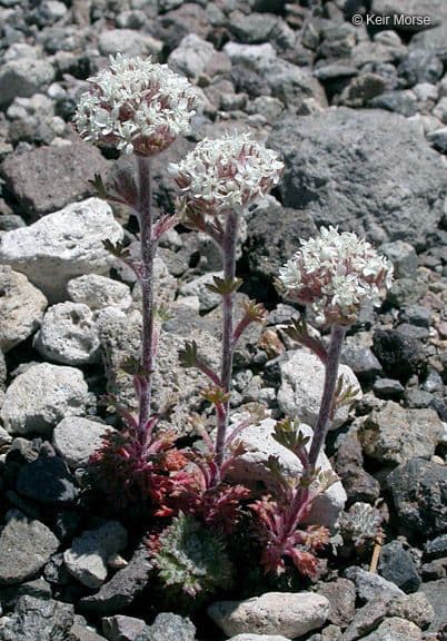 Ipomopsis congesta 8