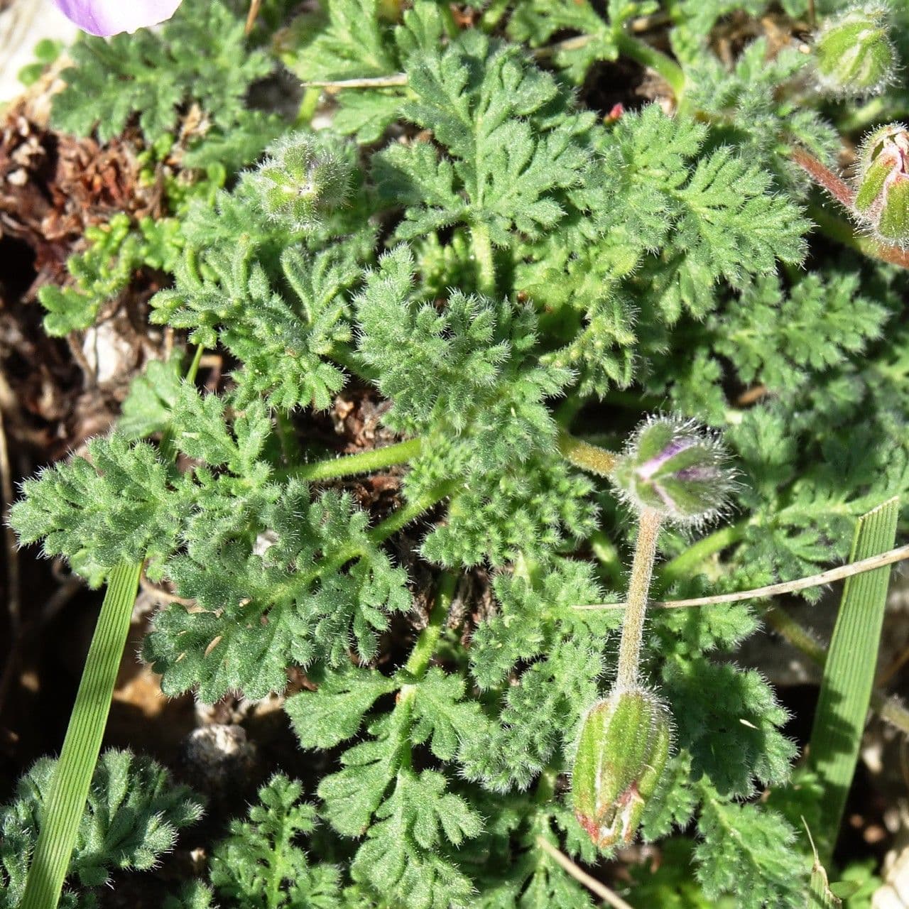 Stinkender Storchschnabel 20