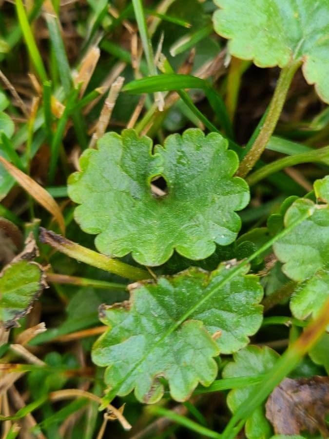 Hydrocotyle sibthorpioides 18