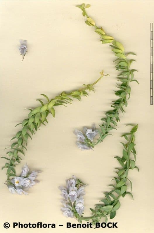 Linaria verticillata 17