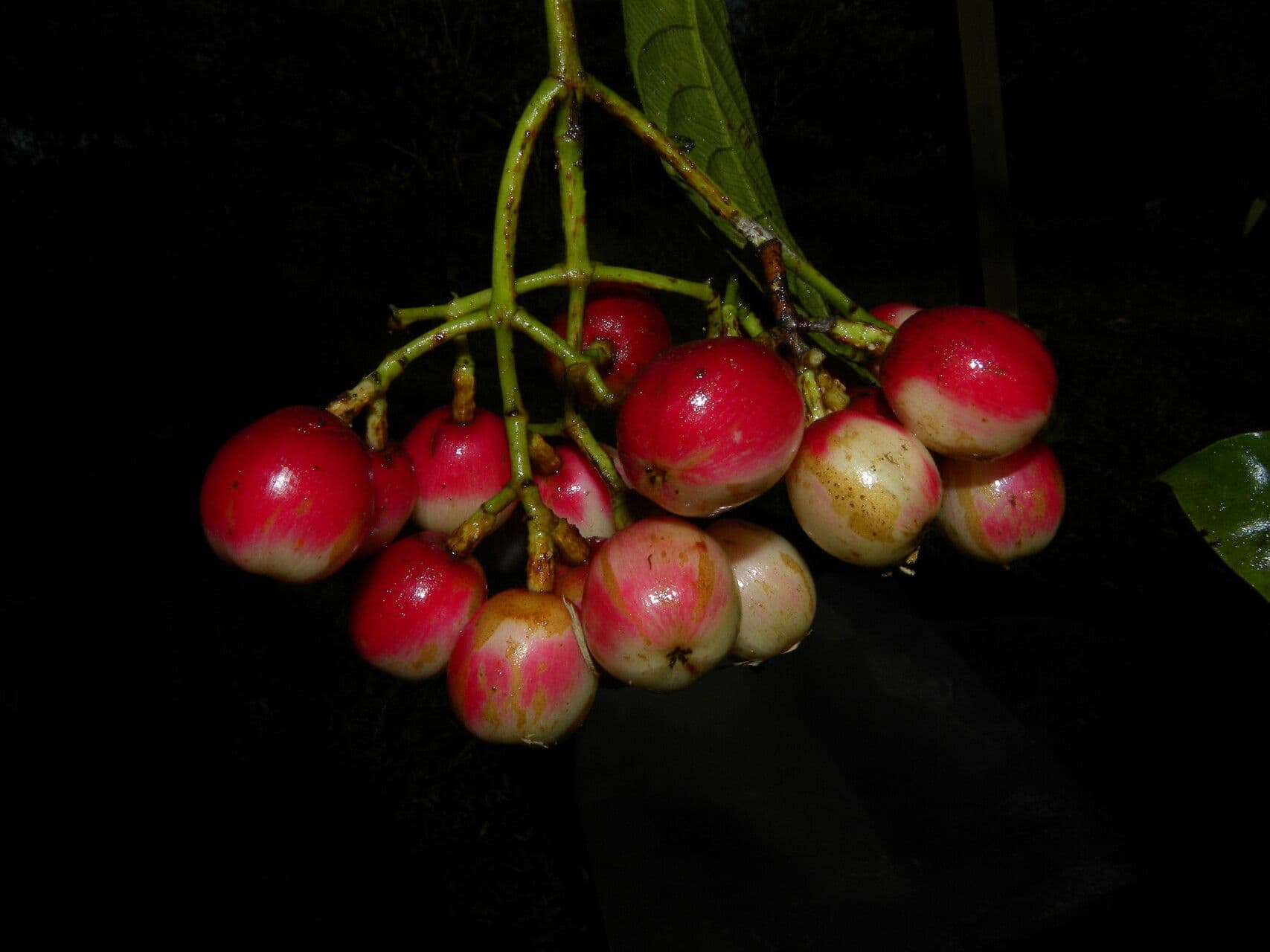 Chrysochlamys glauca 4