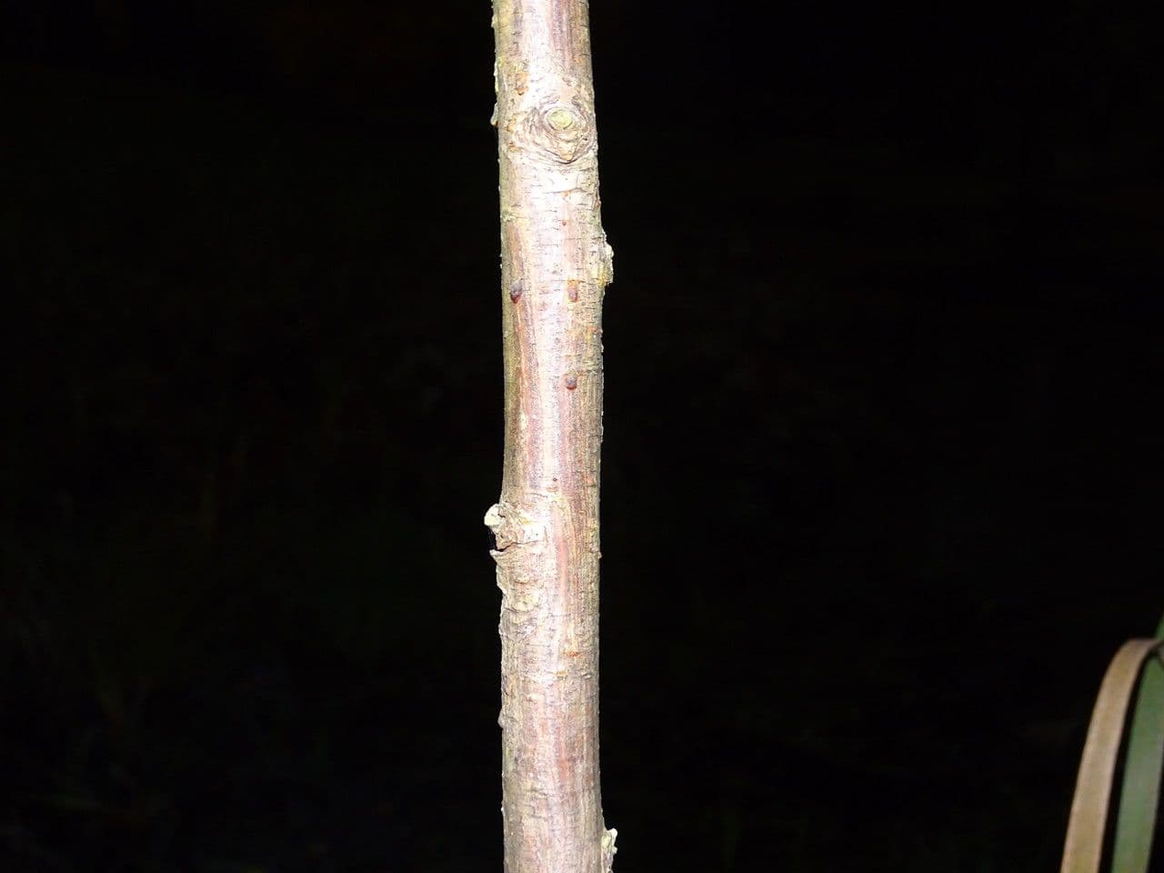 Bahenní cypřiš 7