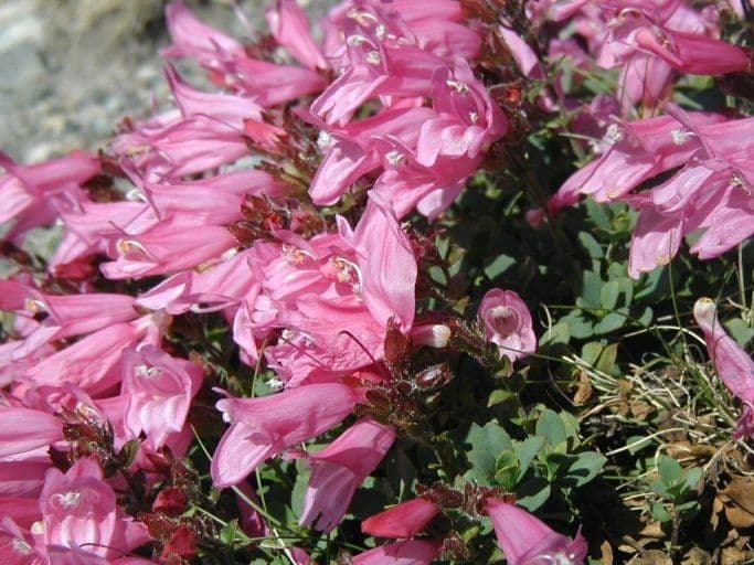 Penstemon rupicolo 2