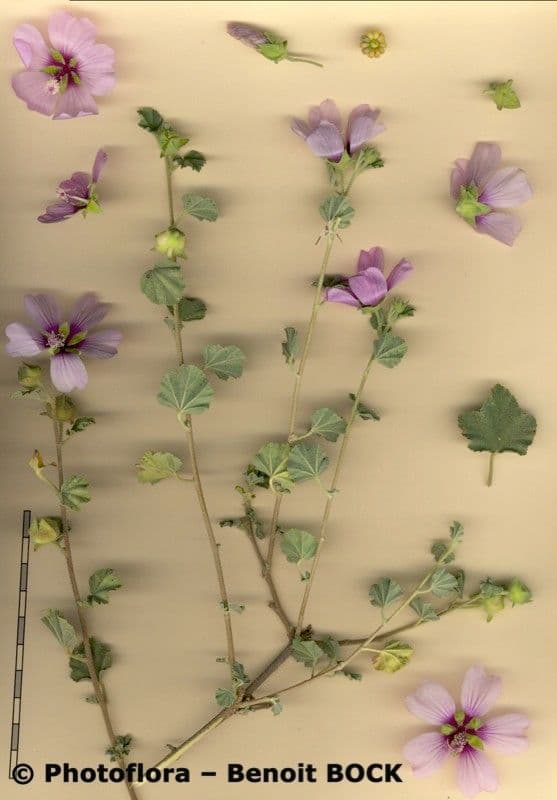 Malva subovata 26