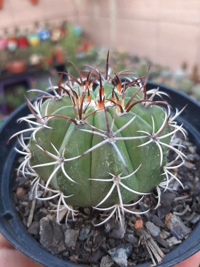 Melocactus nain 22