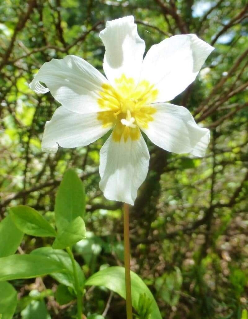 Erythronium montanum