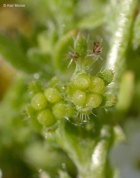 Plagiobothrys bratteato