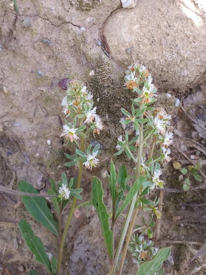 Reseda comune 8
