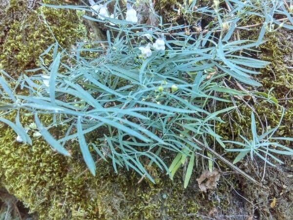 Linaria strisciante 23