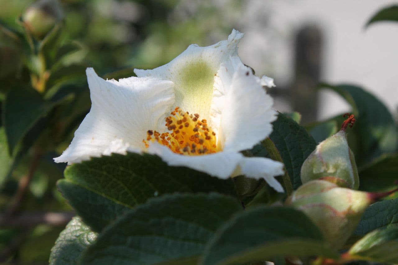 Stewartia ovata 4