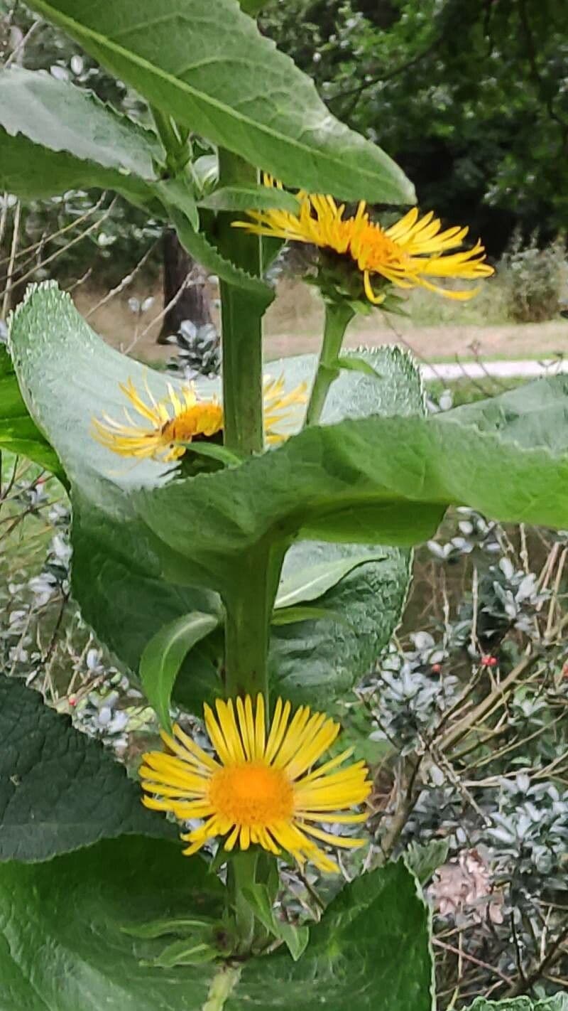 Inula