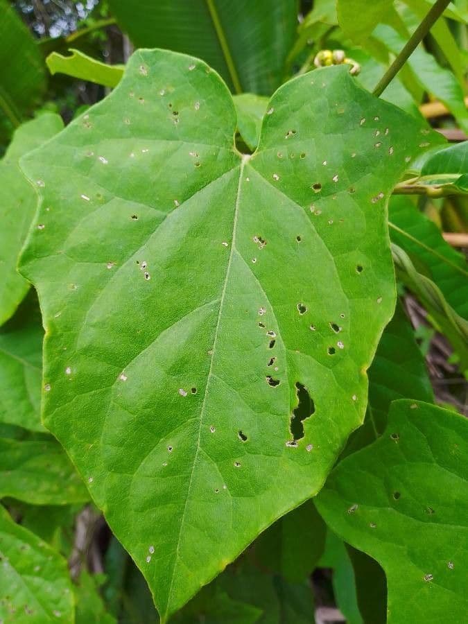 Stigmaphyllon 14