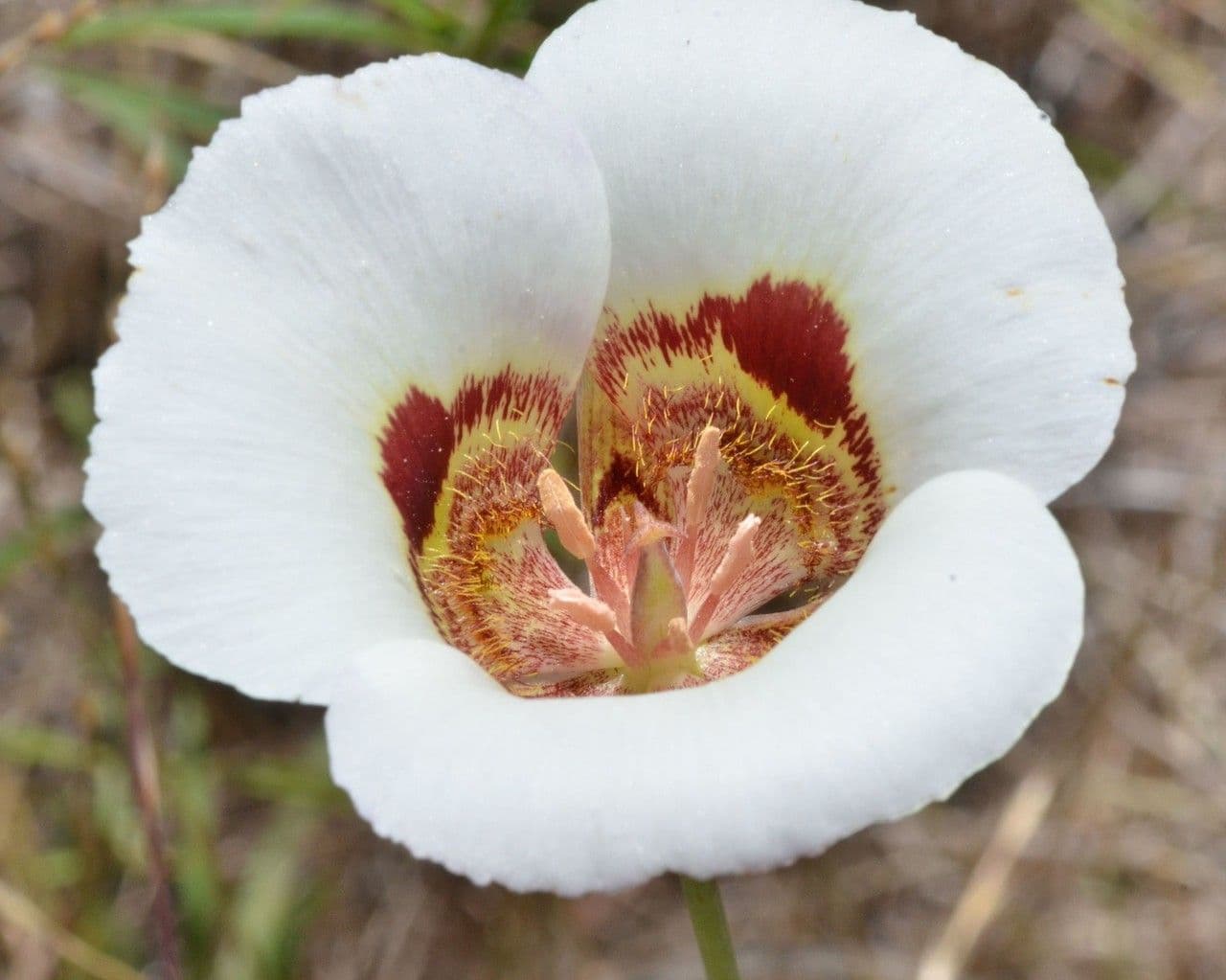 Kalochortus 2