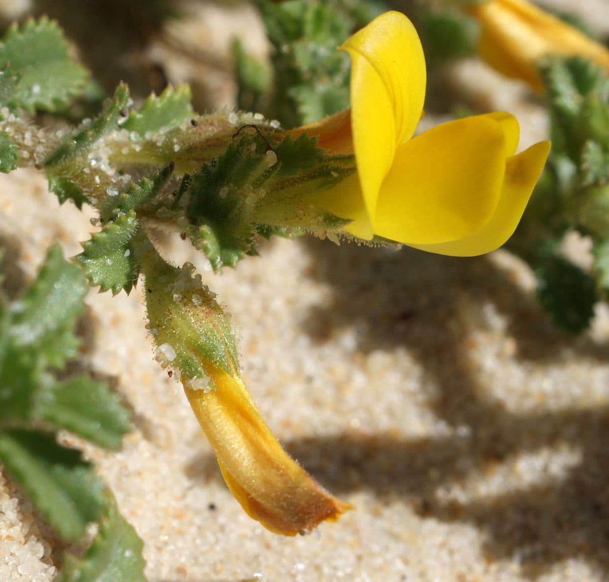 Onide variegata 6