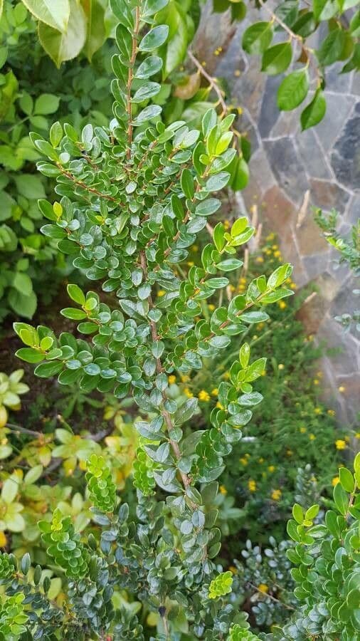 Azara microphylla 10