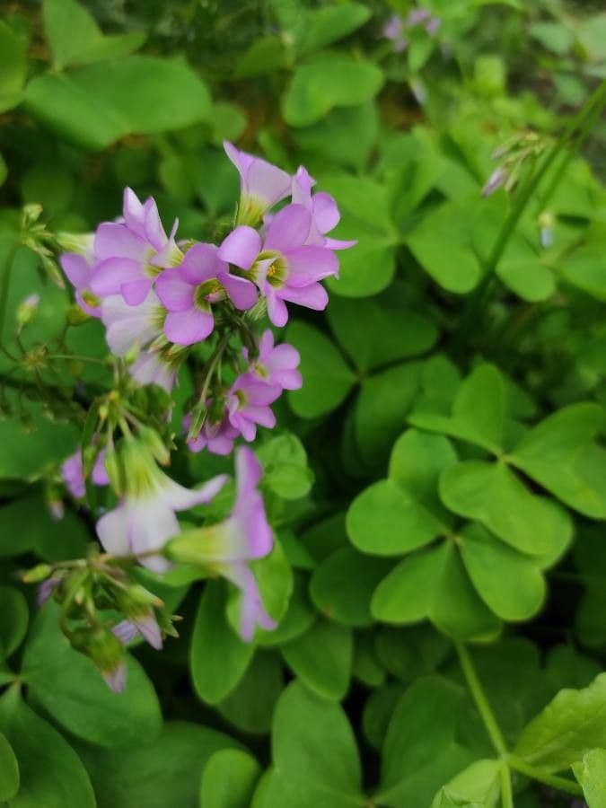 Acetosa viola 4
