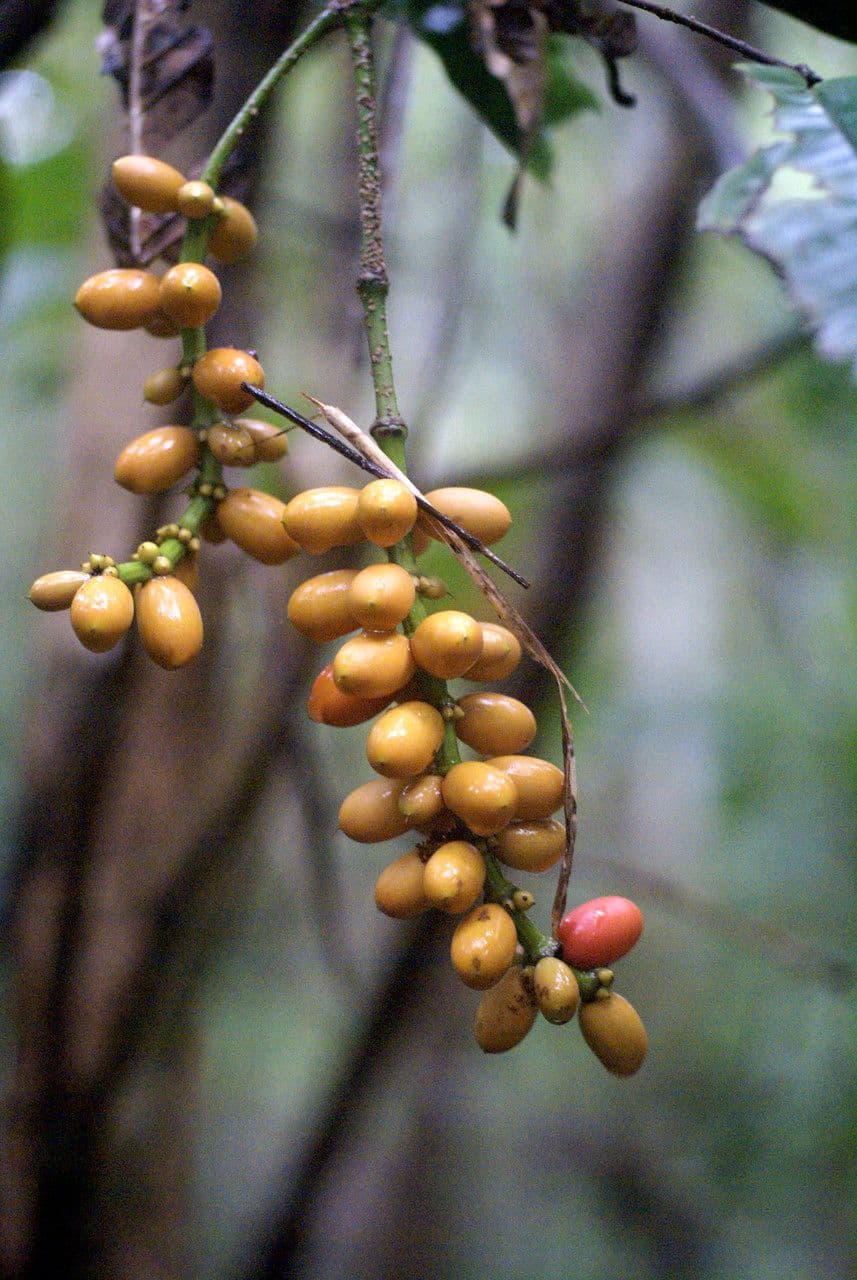 Gnetum gnemon 5