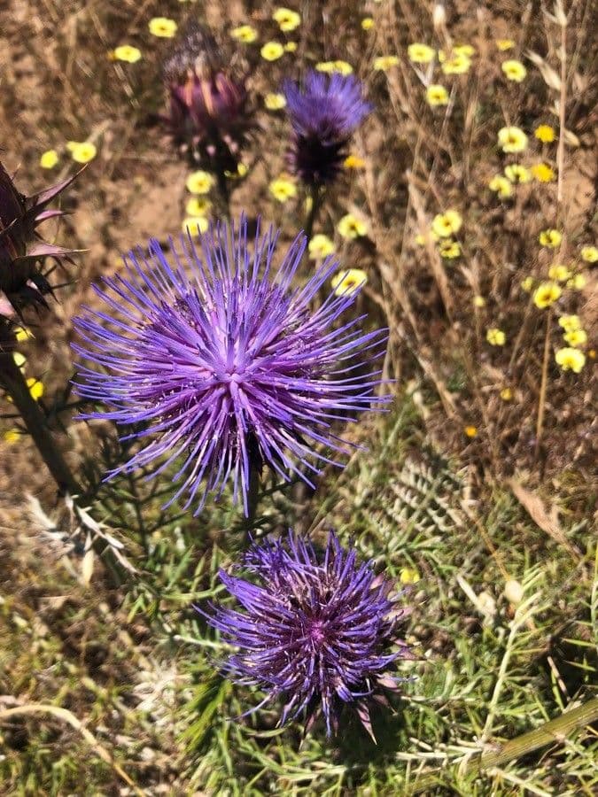 Cynara humilis 7