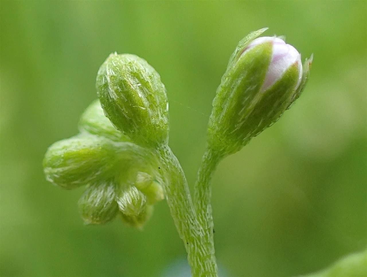 Miosotide lassa
