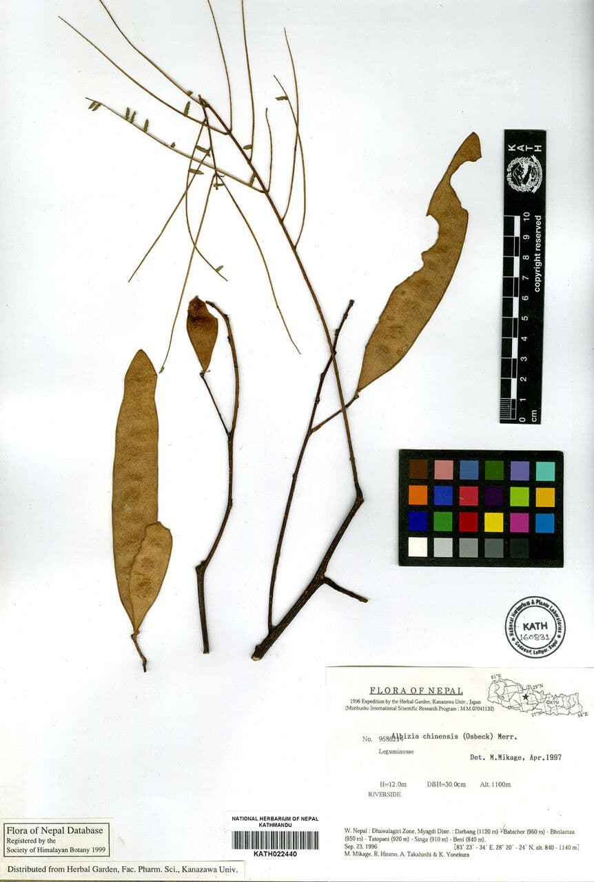 China-Seidenbaum 5