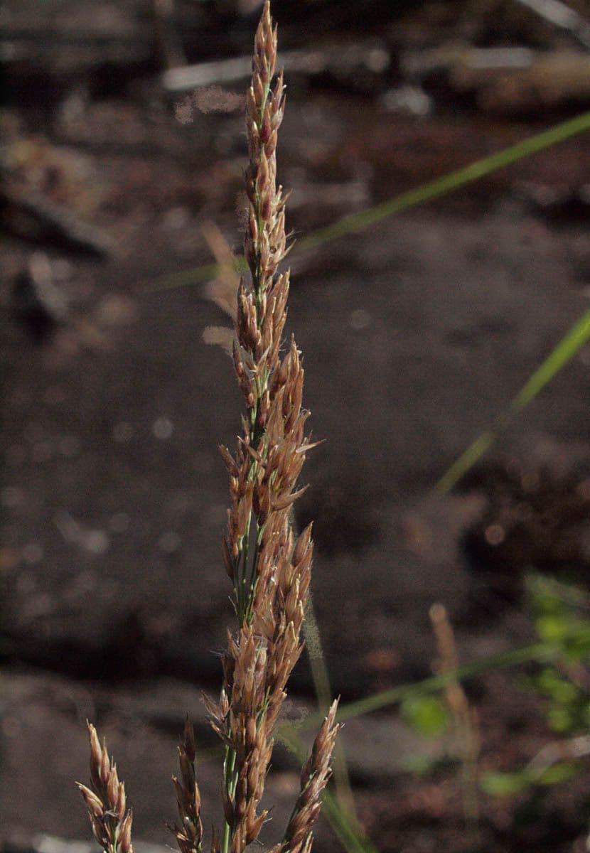 Calamagrostis stricta 8