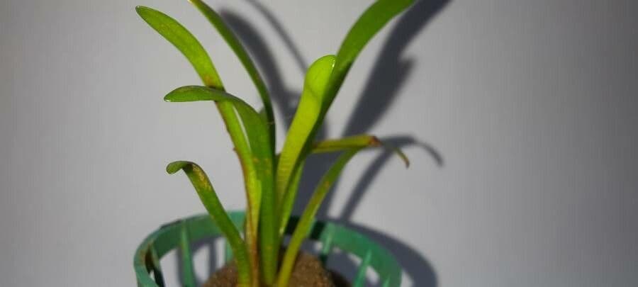 Sagittaria 4