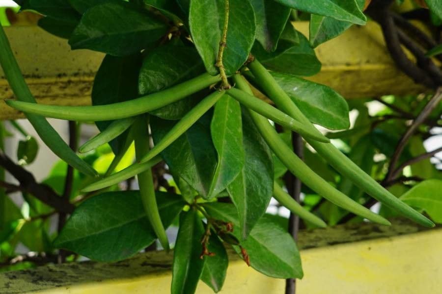 Winterjasmin