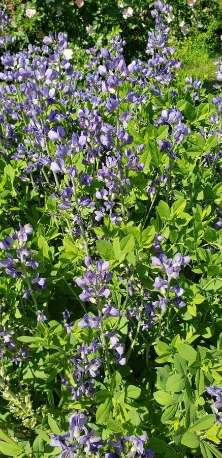 Baptisia 13