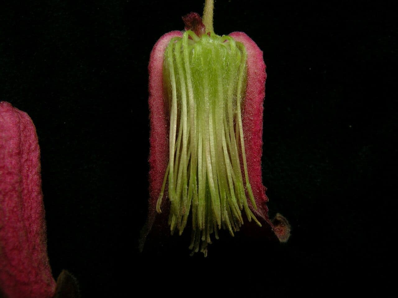 Clematis 3